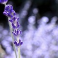 /album/flores/flores-p-jpg/