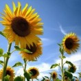 /album/flores/fotos-flores-girassois-p-jpg/