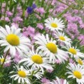 /album/flores/fotos-flores-margaridas-p-jpg/