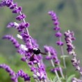 /album/flores/fotos-flores-p-jpg/
