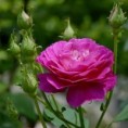/album/flores/fotos-flores-rosas-p-jpg/