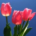 /album/flores/fotos-flores-tulipas-p-jpg/