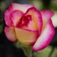 /album/flores/fotos-rosas-p-jpg/