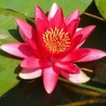 /album/flores/imagens-flores-p-jpg/