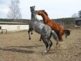 /album/cavalos/a2668-dscn5473-jpg/