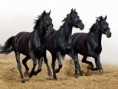 /album/cavalos/a11440cavalos-jpg/