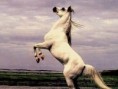 /album/cavalos/arabian-stallion-on-back-legs-jpg/