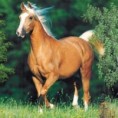 /album/cavalos/cavalos-fotos-p-jpg/