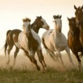 /album/cavalos/cavalos-p-jpg/