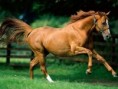 /album/cavalos/cavalos-wallpapers-p-jpg/