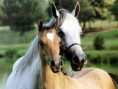 /album/cavalos/dois-cavalos-800-jpg/