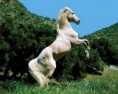 /album/cavalos/fotos-cavalos-jpg/