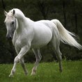 /album/cavalos/fotos-cavalos-brancos-p-jpg/