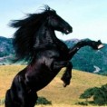 /album/cavalos/fotos-cavalos-mustang-p-jpg/