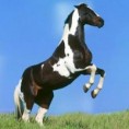 /album/cavalos/imagens-cavalos-p-jpg/