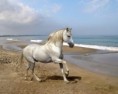 /album/cavalos/walrs-fis-cavalos-2-jpg/